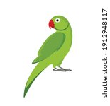 Green Indian Parrot Isolated On ...