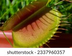 Small photo of Wild Captivating Venus flytraps (Dionaea muscipula) showcase their intricate hunting mechanisms, ready to ensnare unsuspecting prey.