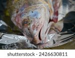 Small photo of Sea fish known as croaker Argyrosomus regius
