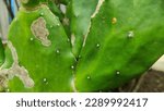 Cactus Opuntia Leucotricha...