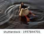 Mallard Duck Male Diving In...