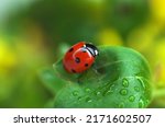 Ladybug crawls on a green leaf