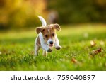 Dog Breed Jack Russell Terrier...