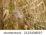 Spider Webs Covered With...