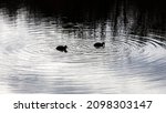 Two Small Black Ducks In A Lake ...