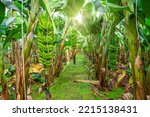 Banana Farms And Plantations...