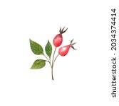 Rose Hip Branch With Couple Of...