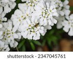 Small photo of White flowers of the periwinkle candytuft with a wild bee. Iberis sempervirens.