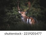 fallow deer through the trees. Dama dama in the Netherlands