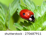 Two spotted ladybug