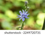 Small photo of Chicory (Cichorium intybus), the salutary herb of wanderers. Shallow depth of field