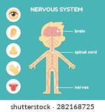 Nervous System Free Stock Photo - Public Domain Pictures