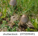 A Pair Of Wild Mushrooms  Large ...