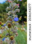 Small photo of Vibrant blue Viper's-bugloss (Echium vulgare) also known as blueweed growing wild on Salisbury Plain grasslands in Wiltshire UK
