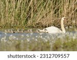 Swan Chicks With Their Mother
