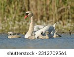 Swan Chicks With Their Mother