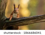 Red Squirrel Climbing Up In A...