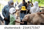 Small photo of PAHANG, MALAYSIA - December 24, 2021: A boy and a girl are feeding a sheep at an animal farm, located in Pahang, Malaysia. A close-up and selective focus photo of the sheep.