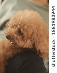 Small photo of Cute dog smiling red toy poodle french bulldong ungraded image