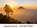 Sun rising behind volcan agua (water volcano) that is covered in clouds except the peak. A tree in the foreground. The photo is taken from acatenango volcano.