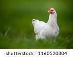 Hen In A Farmyard  Gallus...