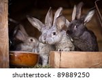 Young Rabbits Popping Out Of A...