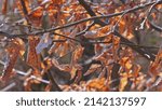 Dry Brown Withered Tree Leaves...