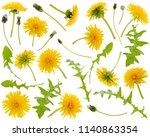Many yellow dandelions and...