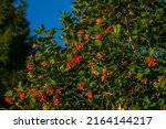 View Of Pyracantha Coccinea ...