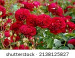 A Cluster Of Red Rose Blooms....