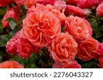 Rosa 'coral Lions Rose' ...