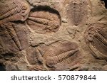 Fossil Trilobite Imprint In The ...