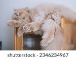Small photo of Yellow British long-haired cat sleeping on cat climbing frame, showing cute pink big toes