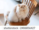Small photo of The cheerful yellow British long-haired cat had a delighted expression on its furry face as it explored and discovered its new territory. It couldn't be happier with this newfound place