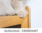 Small photo of The cheerful yellow British long-haired cat had a delighted expression on its furry face as it explored and discovered its new territory. It couldn't be happier with this newfound place