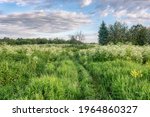A Spring Meadow With Tall Grass ...