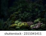 Green moss and background. Backdrop for displaying products. Dark forest background.