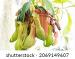 Tropical Pitcher Plants On The...