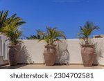 Small photo of Palm trees in a plant pot at a resort annex hotel in Los Cristianos on Tenerife