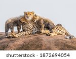 Cheetah Cubs Cuddling Their...