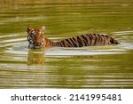 Tigress Junabai From Madnapur...