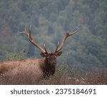 Small photo of Rocky Mountain Elk Bull Broken Antler Autumn Fall Breeding Season Rut Rutting Fight Tine