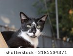 Closeup of a female street black and white tuxedo cat, looking toward the camera. Left cut ear , indicating she is neutered. Background: Gray concrete building wall. Boogers mucus in her green eyes.