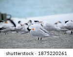 Royal Terns Preening Their...