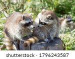 Small photo of The raccoon is an omnivore, originally also from North America and is now also a small nuisance in central Germany.