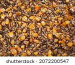 Natural textured background of a grain mixture of wheat and corn (maize). The real appearance of a mixture of different seeds, golden maize grains (corn), the texture of yellow wheat as a background.