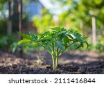 Small photo of Young tomato seedlings growing in the open ground on a bed, shallow depth of field. Beautiful green tomato bush on the background of a sunny garden