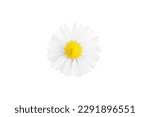 One white daisy flower isolated on white background.
