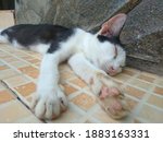 Small photo of The black white kitten sleep like a log