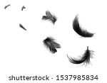 Beautiful Black Swan Feathers...
